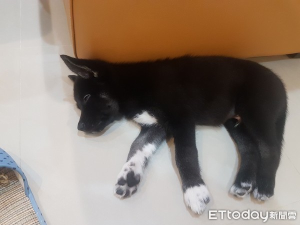 萌黑炭擁「超破壞基因」，讓爸快瘋了！（圖／陳俊宏提供，請勿隨意翻拍，以免侵權。）