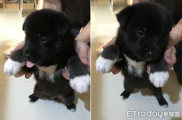 萌黑炭擁「超破壞基因」，讓爸快瘋了！（圖／陳俊宏提供，請勿隨意翻拍，以免侵權。）