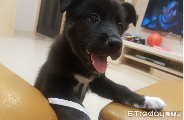 萌黑炭擁「超破壞基因」，讓爸快瘋了！（圖／陳俊宏提供，請勿隨意翻拍，以免侵權。）