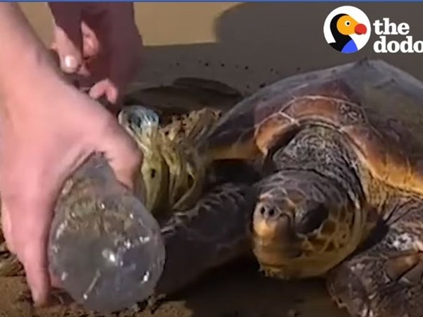 ▲2名男子幫助海龜「Terry」從塑膠垃圾中脫困。（圖／翻攝自臉書專頁「The Dodo」。）
