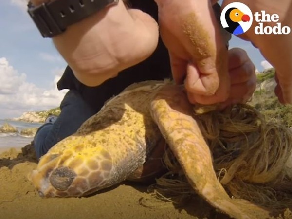 ▲2名男子幫助海龜「Terry」從塑膠垃圾中脫困。（圖／翻攝自臉書專頁「The Dodo」。）