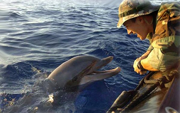 ▲▼美國海軍訓練寬吻海豚執行水中掃雷任務。（圖／翻攝自美國海軍官網）