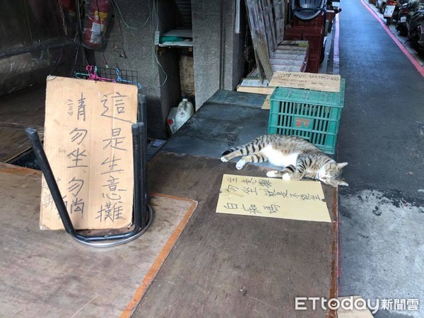 ▲「生意攤勿坐勿躺」　胖虎喵無視警告爽睡：朕不識字～。（圖／網友Eric Lin提供）