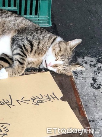 ▲「生意攤勿坐勿躺」　胖虎喵無視警告爽睡：朕不識字～。（圖／網友Eric Lin提供）