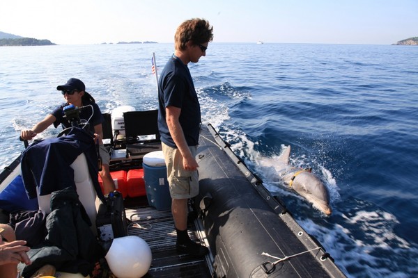 ▲▼美國海軍訓練寬吻海豚執行水中掃雷任務。（圖／翻攝自美國海軍官網）