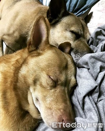 老汪黑道臉守門口，見家人搖電臀。（圖／Instagram@lovelyteashopdoggy授權提供）