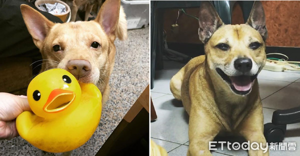 老汪黑道臉守門口，見家人搖電臀。（圖／Instagram@lovelyteashopdoggy授權提供）