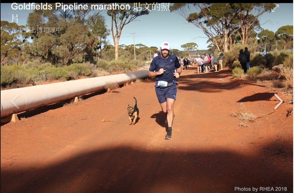 快腿小狗亂入21公里半馬大賽　「2.5小時」帥氣跑完！（圖／翻攝自Goldfields Pipeline marathon的臉書）