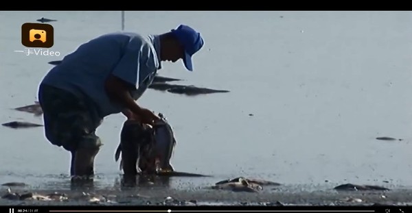 ▲▼遼寧法庫縣魚被熱死             。（圖／翻攝自梨視頻）