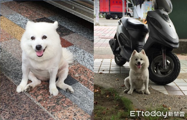 ▲愛犬單獨火化...打開骨灰變「貓屍」　飼主氣炸：非常痛心。（圖／黃信哲‎提供，請勿隨意翻拍，以免侵權。）