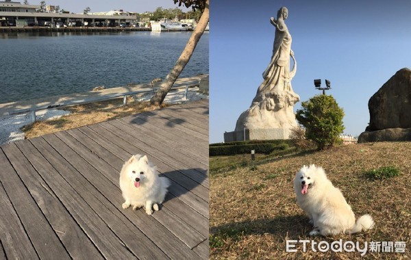 ▲愛犬單獨火化...打開骨灰變「貓屍」　飼主氣炸：非常痛心。（圖／黃信哲‎提供，請勿隨意翻拍，以免侵權。）