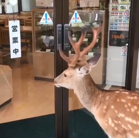 小鹿下巴頂開門，直盯樣品美食！（圖／翻攝自Instagram用戶「shesscarlett」）