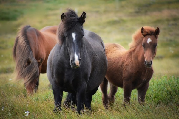 ▲▼冰島馬。（圖／取自免費圖庫Pixabay）