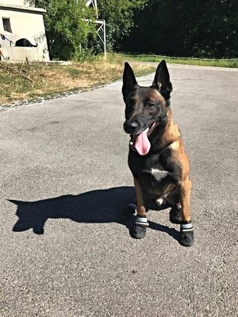 馬路被曬到55度！　蘇黎世發起「熱狗運動」幫警犬穿鞋。（圖／翻攝自Stadtpolizei Zürich的臉書）