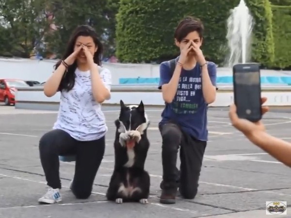 ▲越南超會擺pose的乳牛汪。（圖／翻攝自YouTube／360 Li&ecirc;n Qu&acirc;n Mobile）