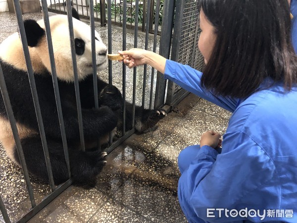 ▲學生擔任實習保育員，最興奮的一刻就是和貓熊近距離接觸            。（圖／記者魏有德攝）