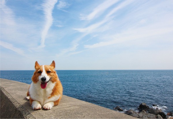 ▲▼啟動文化 《跟你一起看風景：一人一犬的日本公路冒險》