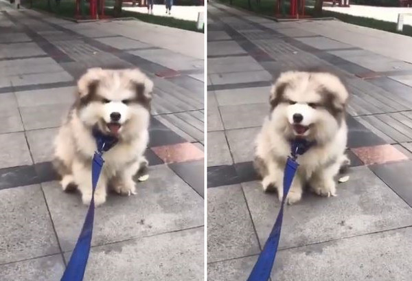 小阿拉屁屁黏地板，仰頭凹嗚抗議。（圖／翻攝自抖音用戶「107547298」）