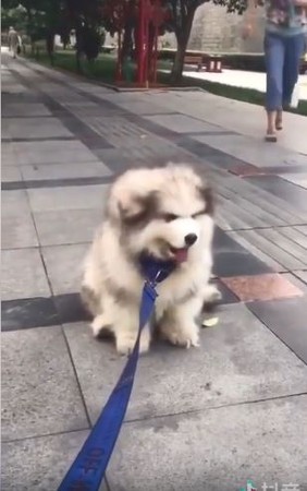 小阿拉屁屁黏地板，仰頭凹嗚抗議。（圖／翻攝自抖音用戶「107547298」）