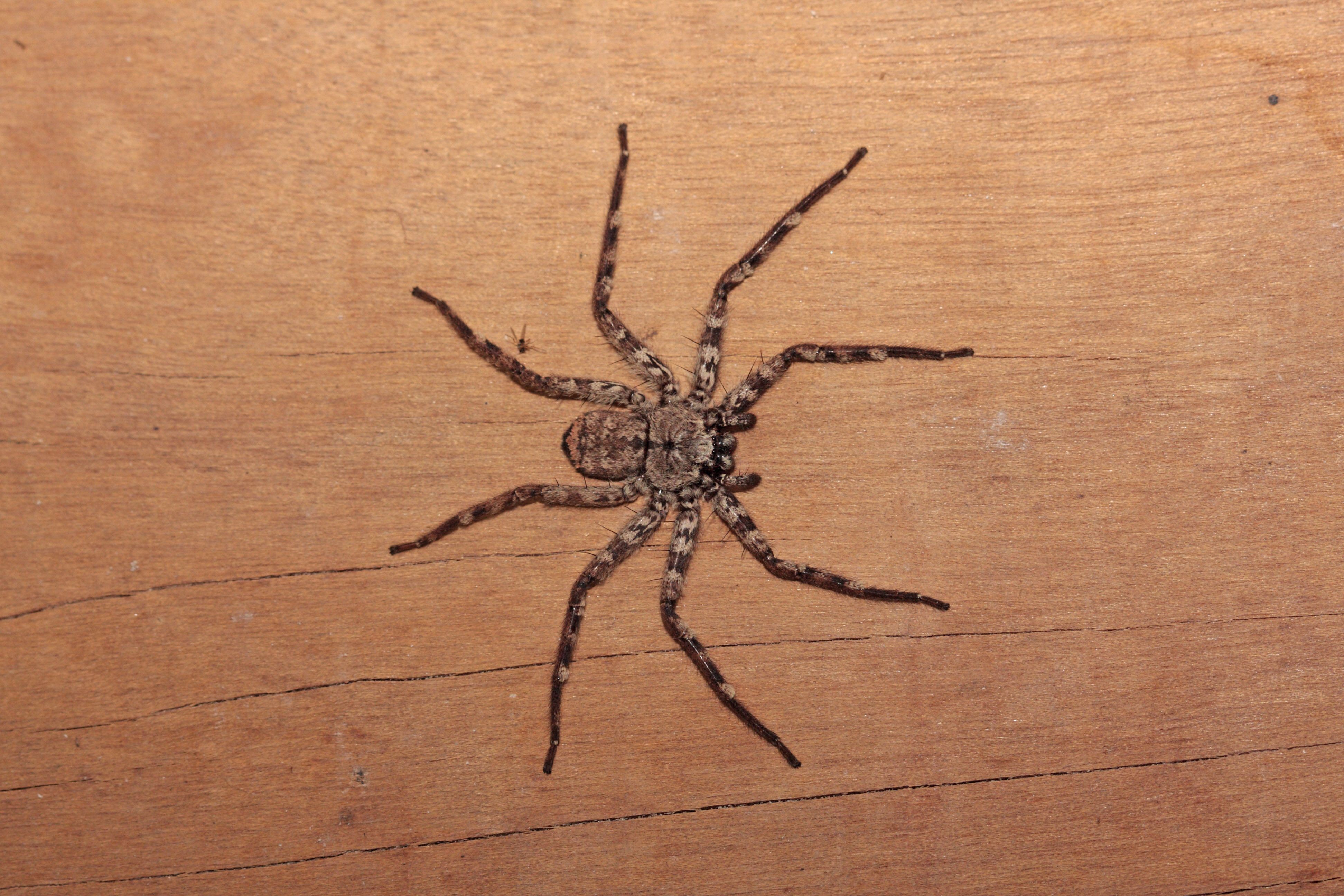 ▲喇牙,大蜘蛛示意圖。（圖／達志影像／Shutterstock）
