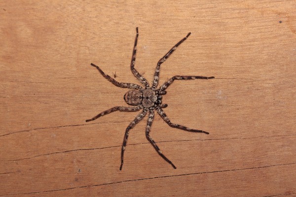 ▲喇牙,大蜘蛛示意图。（图／达志影像／Shutterstock）