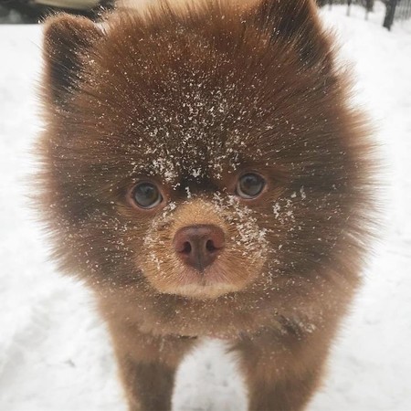 （圖／翻攝自instagram／bertiebertthepom）