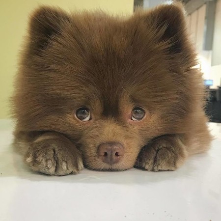 （圖／翻攝自instagram／bertiebertthepom）