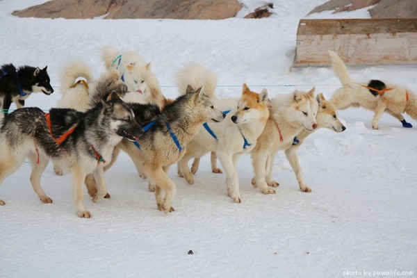 ▲▼格陵蘭狗拉雪橇。（圖／噗舞食遊記提供）