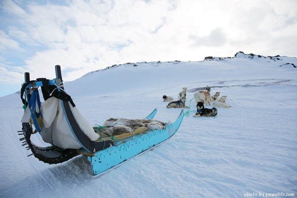 ▲▼格陵蘭狗拉雪橇。（圖／噗舞食遊記提供）