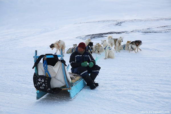 ▲▼格陵蘭狗拉雪橇。（圖／噗舞食遊記提供）