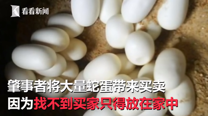 ▲中國廣東番禺區一名社區住戶購買大量蛇蛋，結果全面孵化。（圖／翻攝自看看新聞）