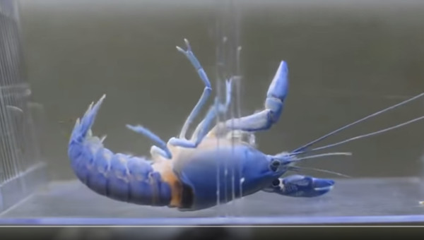 ▲藍色小龍蝦「水底翻肚」狂抽蓄　下秒往後一彈「絕美重生」。（圖／翻攝自YouTube／National Lobster Hatchery）