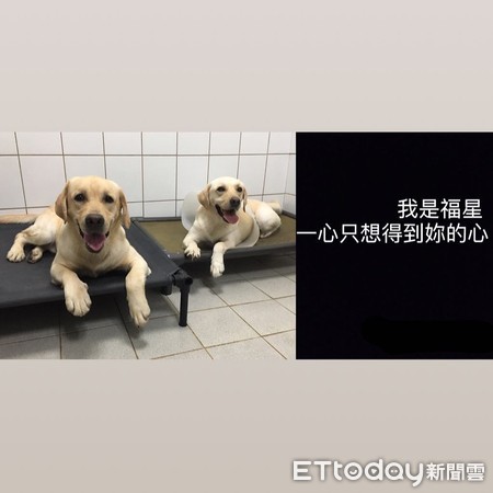 ▲▼最萌警犬福星。（圖／翻攝自福星IG）