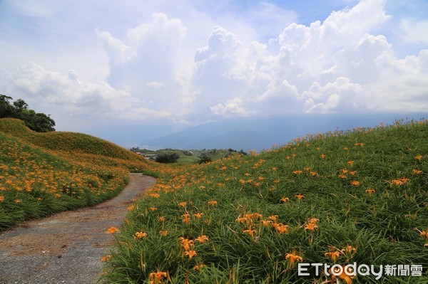 ▲今年花蓮、台東金針花盛開，農糧署推薦花東金針花海輕旅行，歡迎民眾共襄盛舉，一定讓您值回票價。（圖／記者王兆麟攝，下同）