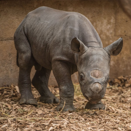 ▲▼ 新生黑犀牛寶寶。（圖／翻攝自Twitter／Chester Zoo@chesterzoo）