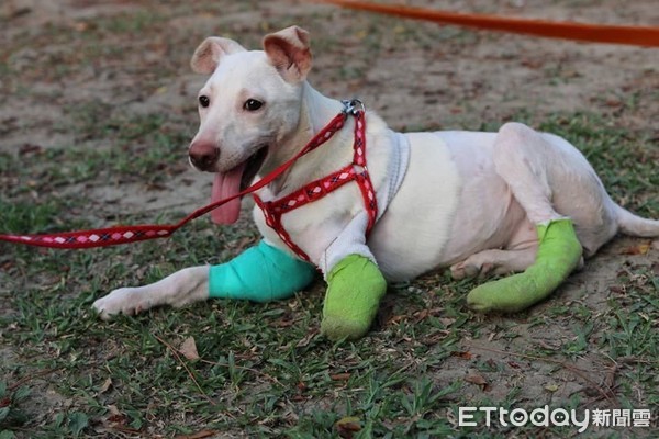 狗狗米妮重生。（圖／飼主劉先生提供、徐園長提供、志工小魚提供）