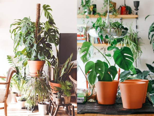 ▲質感植物。（圖／翻攝自pinterest）