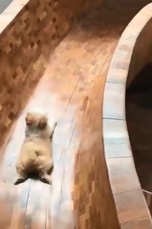 奶茶汪玩溜滑梯「地毯式下墜」。（圖／翻攝自Instagram@Ameisaber）