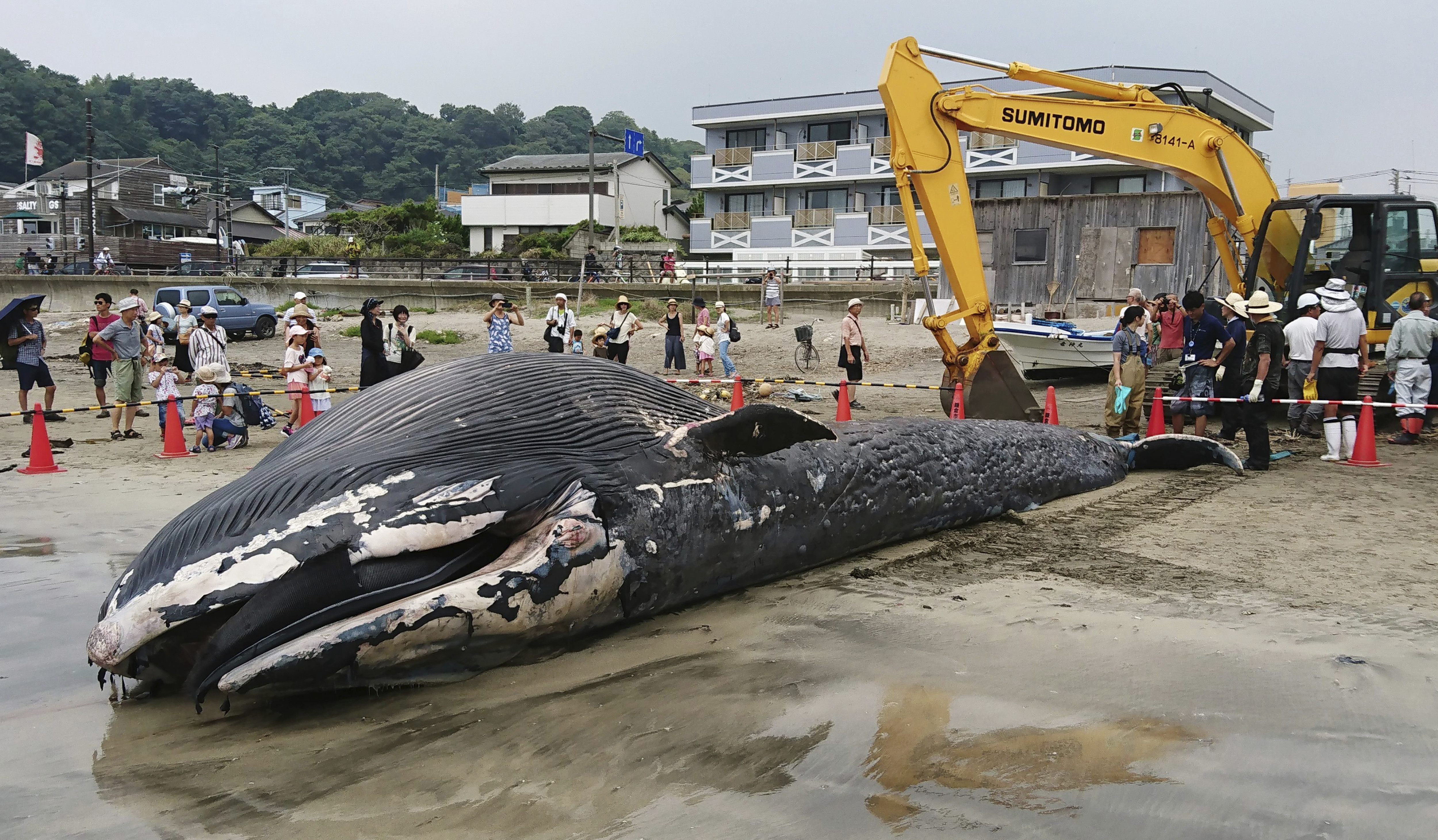 ▲▼ 日本鎌倉藍鯨遺體 。（圖／達志影像／美聯社）