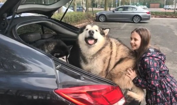 肥臀卡後車廂...60kg雪橇犬憨笑。（圖／翻攝自IG用戶@lifewithmalamutes）