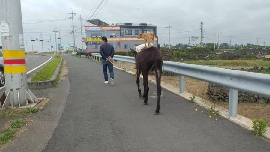 ▲▼ 網友在濟州島發現居民在溜驢子，被上還有一隻貓跟一隻狗。（圖／翻攝自Twitter／@veronica_seni）