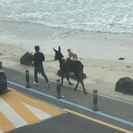 ▲▼ 網友在濟州島發現居民在溜驢子，被上還有一隻貓跟一隻狗。（圖／翻攝自Twitter／@veronica_seni）