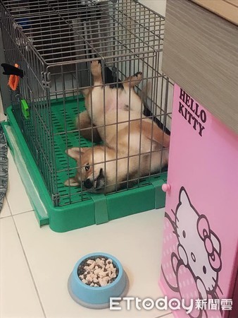 ▲阿柴聽到「睡覺指令」後，一秒衝進籠子「等零食」。（圖／網友Ru授權提供）