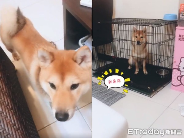 ▲阿柴聽到「睡覺指令」後，一秒衝進籠子「等零食」。（圖／網友Ru授權提供）