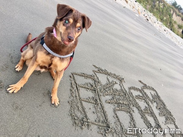 奉獻國家7年！緝毒犬退休繼續服務。（圖／臉書粉專海關退役犬Deva及Monica生活日記提供）