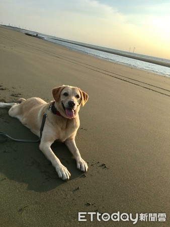 奉獻國家7年！緝毒犬退休繼續服務。（圖／臉書粉專海關退役犬Deva及Monica生活日記提供）