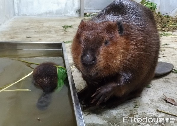 河狸寶寶。（圖／台北市立動物園提供）