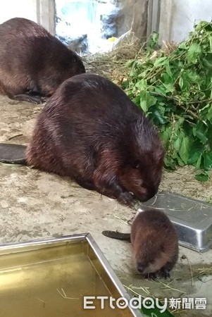 河狸寶寶。（圖／台北市立動物園提供）