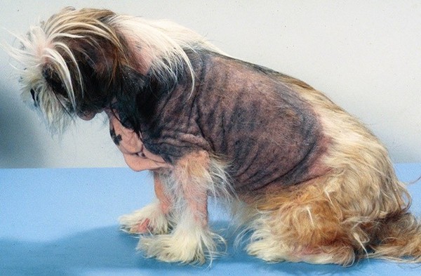 給牠一個自信機會 狗狗常見3種皮膚病 預防勝於治療 Ettoday寵物雲 Ettoday新聞雲