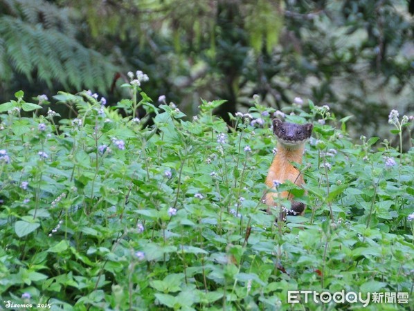 ▲玉山北峰黃喉貂成「氣象觀測」重要指標。（圖／玉管處提供）